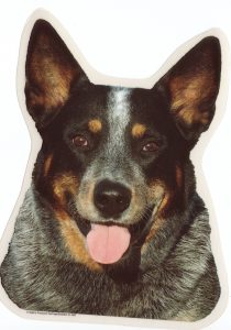 Australian Cattle Dog