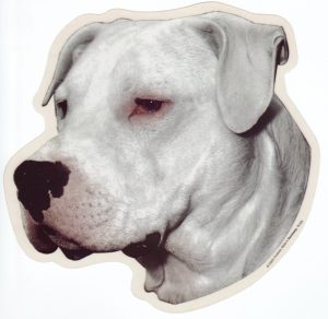 Dogo Argentino