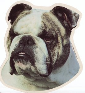 Engelse Bulldog