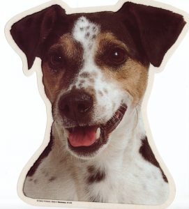 Jack Russell