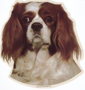 Cavalier King Charles Spaniel