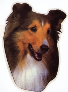 Schotse Collie hoofd