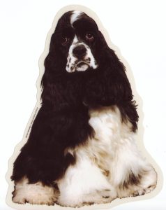 Amerikaanse Cocker Spaniel zwart / wit