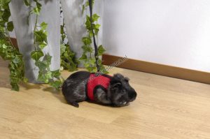 Loopharnas comfort cavia