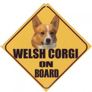 autobordje welsh corgi bruin wit