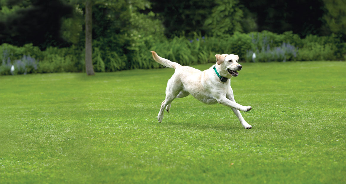 vervaldatum Verward zijn Banyan Dogwatch honden binnen de onzichtbare omheining – De Beste Stek
