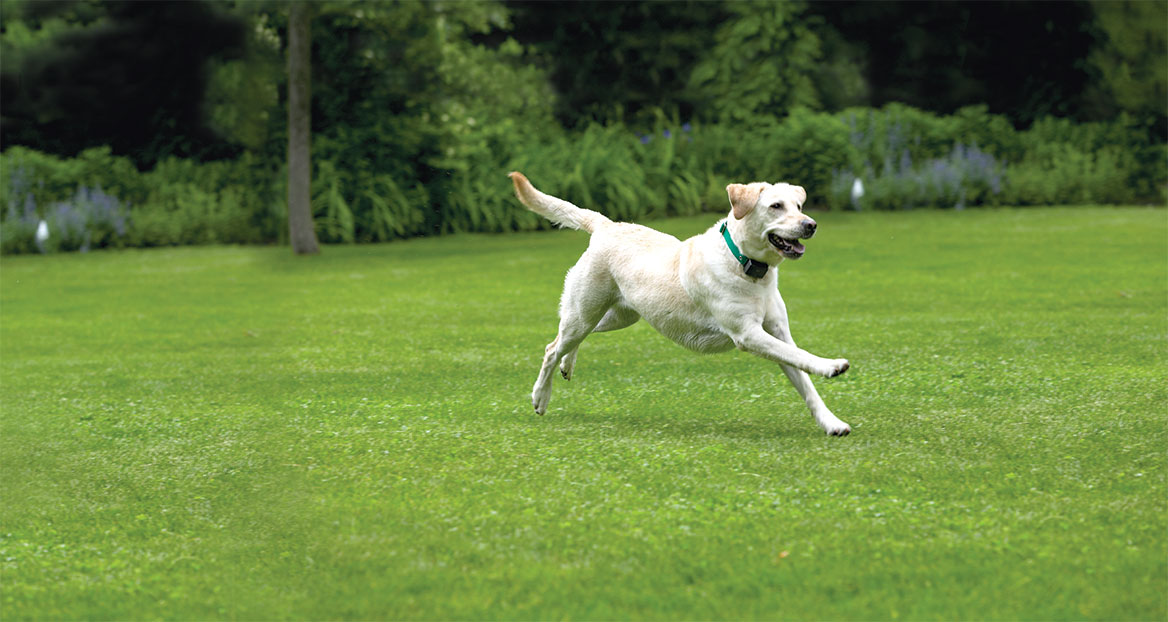 Partina City textuur Bekijk het internet Dogwatch honden binnen de onzichtbare omheining – De Beste Stek